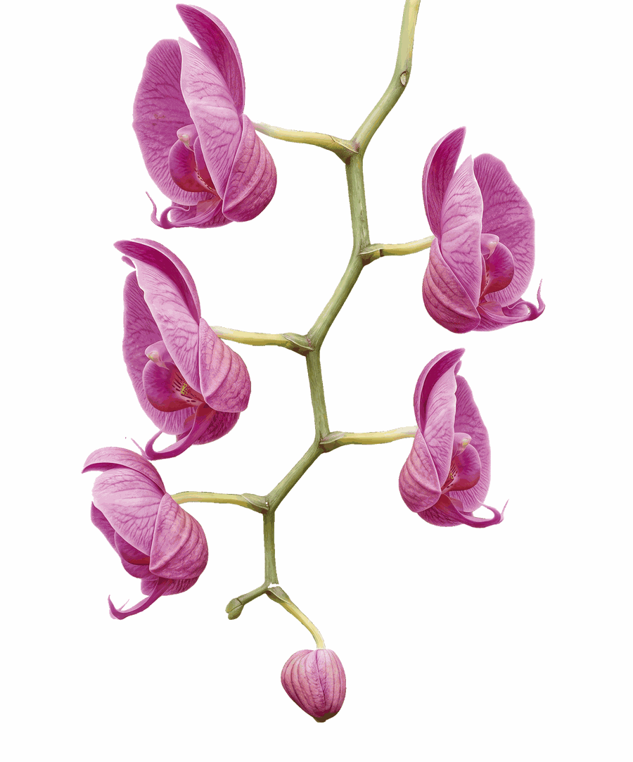 Orchidée violette